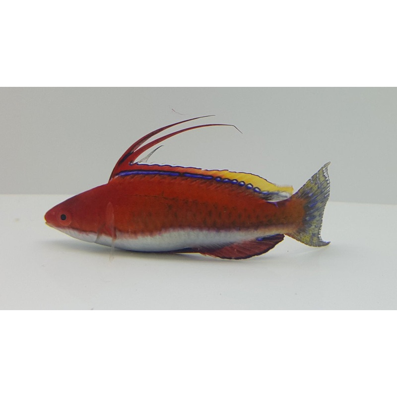 African Pennant Wrasse