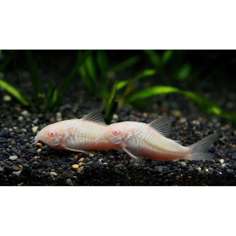 Albino Cory Catfish "Corydoras aeneus"