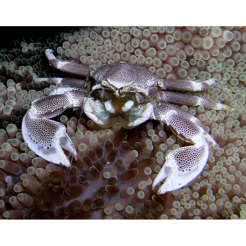 Anemone Porcelaincrab