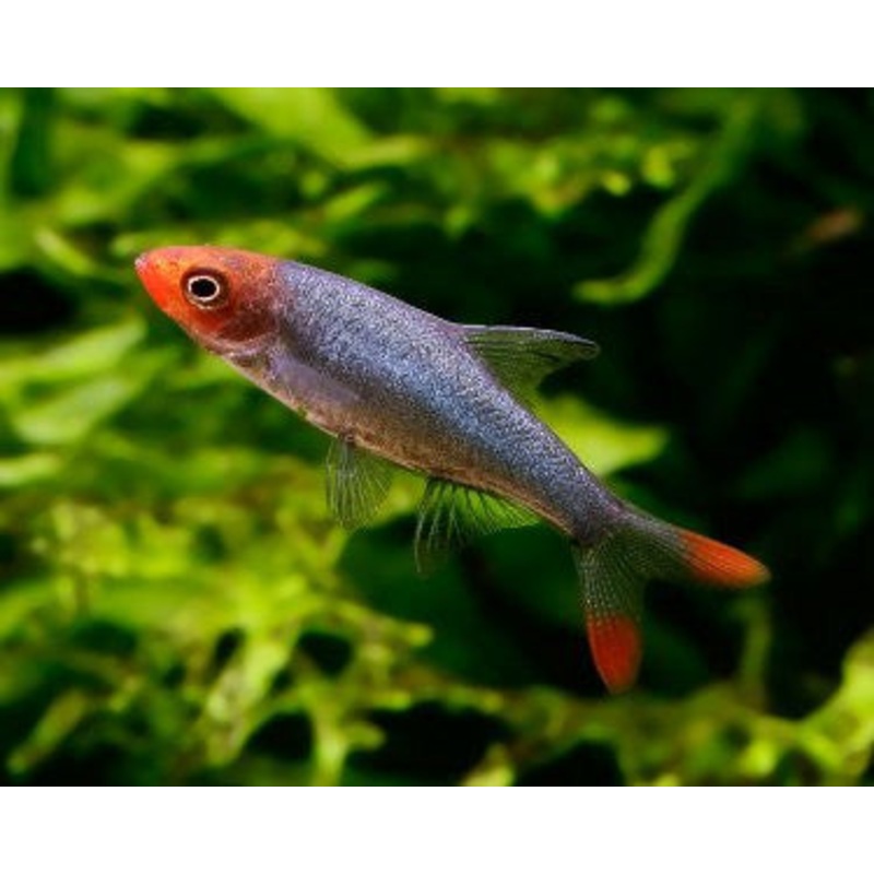 Asian Rummy Nose Rasbora "Sawbwa resplendens"