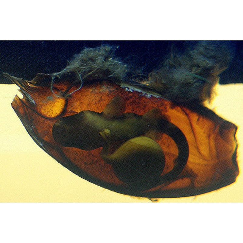 Bamboo Shark Egg "Chiloscyllium punctatum"