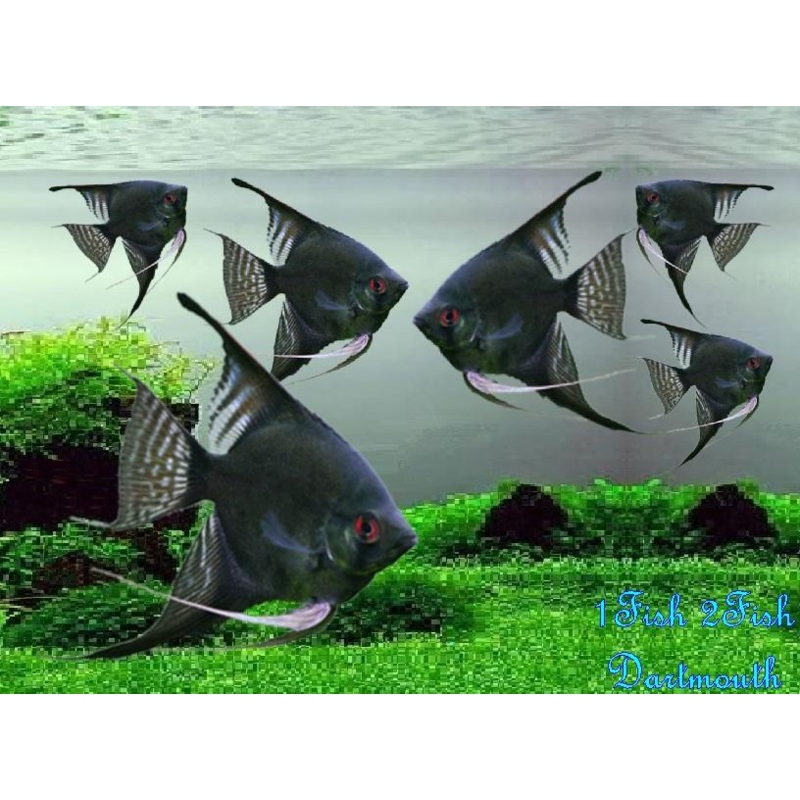 Black Angelfish "Pterophyllum Scalare"