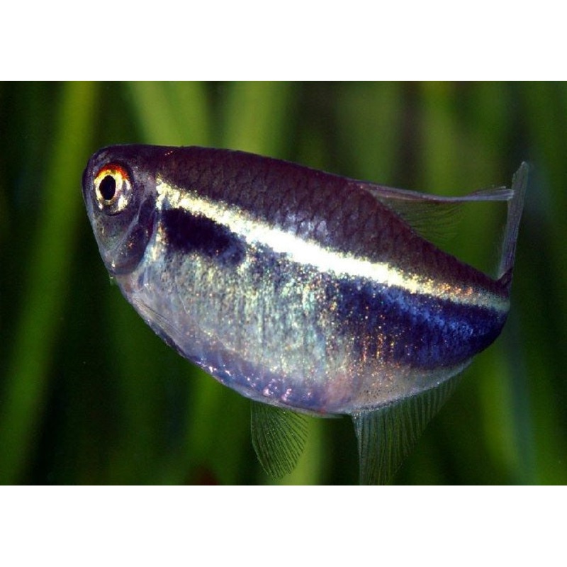 Black Neon Tetra "Hyphessobrycon herbertaxelrodi"