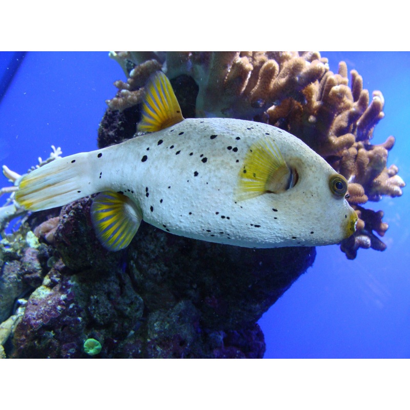 Blackspotted Dog Face Puffer "Arothron nigropunctatus"