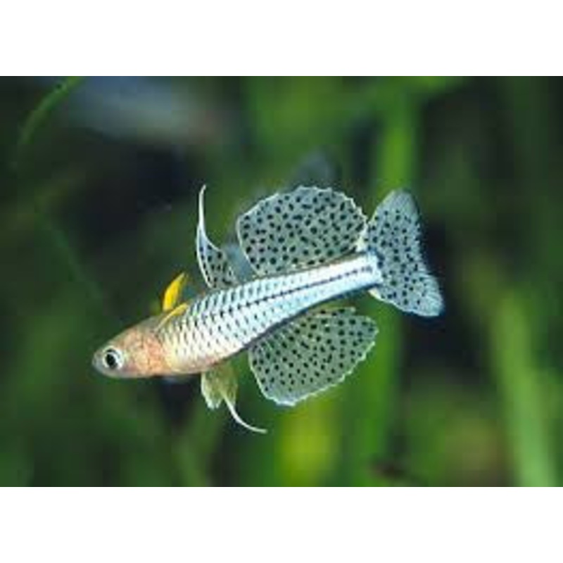 Blue Eye Gertrude Rainbow - "Pseudomugil gertrudae"