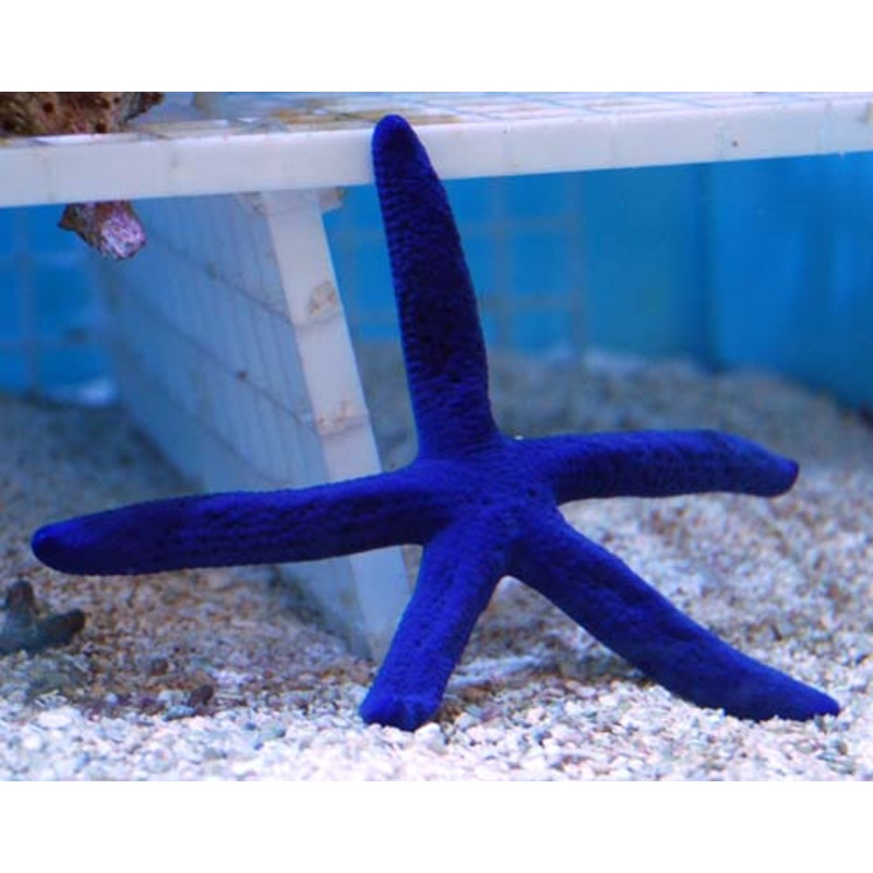 Blue Linkia Starfish