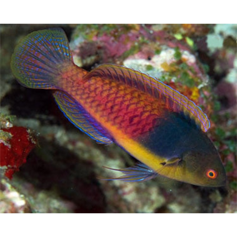 Blue Sided Fairy Wrasse "Cirrhilabrus cyanopleura"