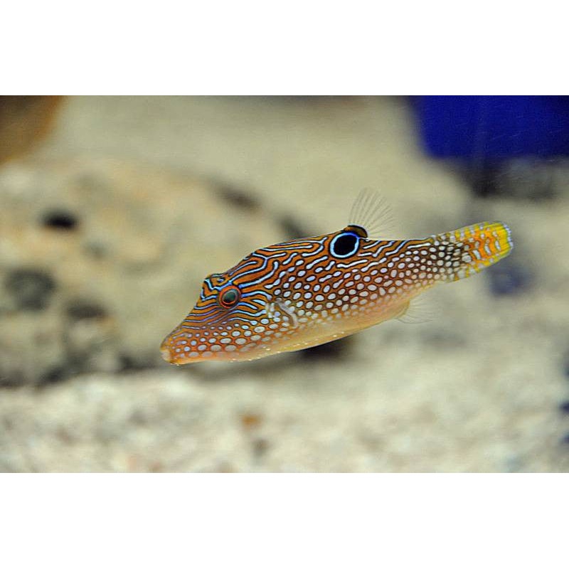 Blue Spotted Puffer "Canthigaster solandri"