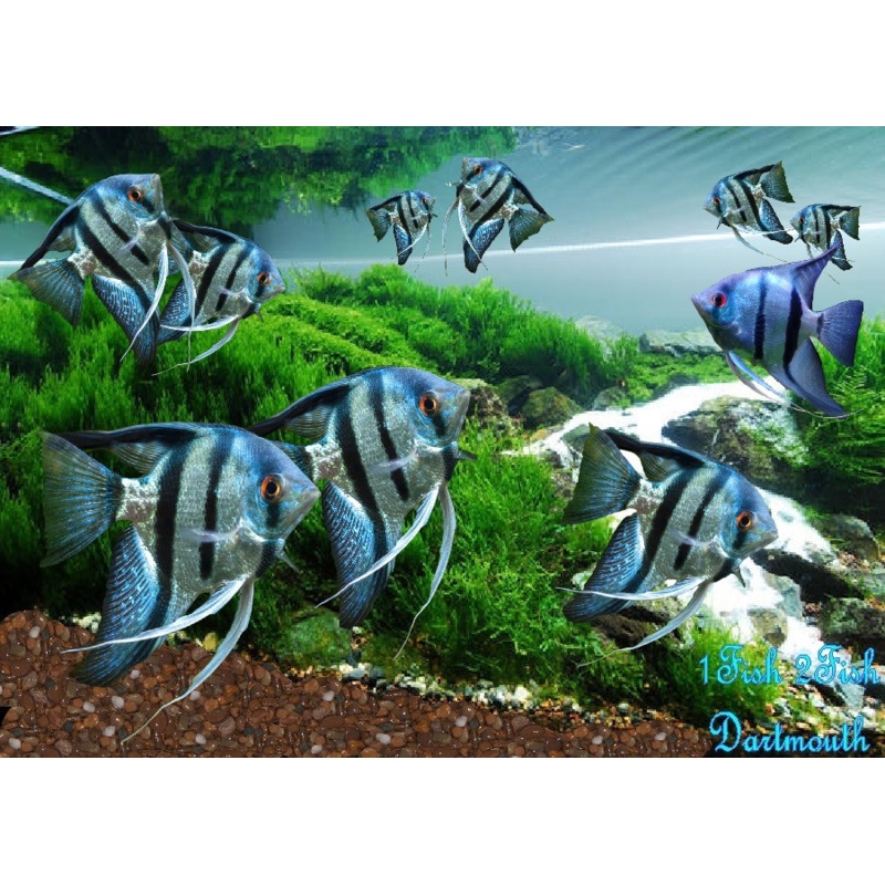 Blue Zebra Angelfish "Pterophyllum Scalare"
