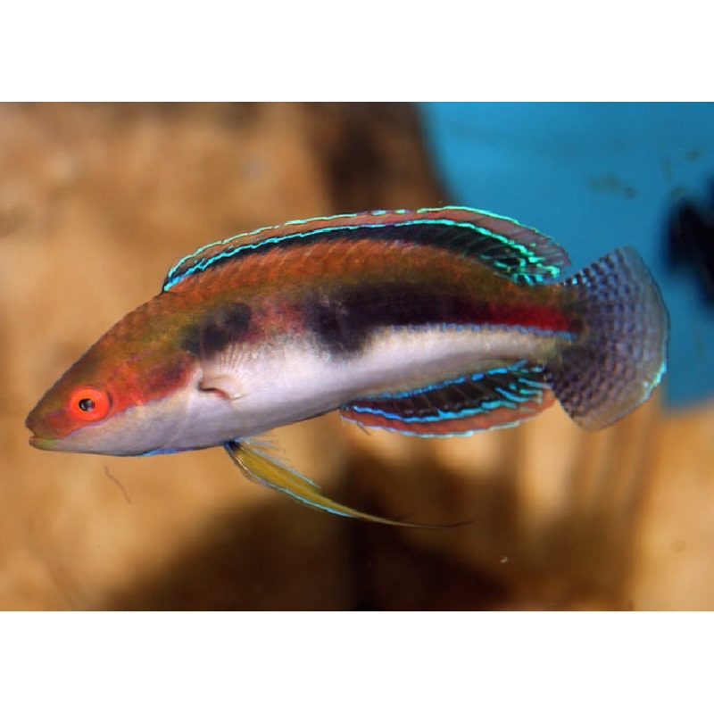 Bluestripe Fairy Wrasse  "Cirrhilabrus temmincki"