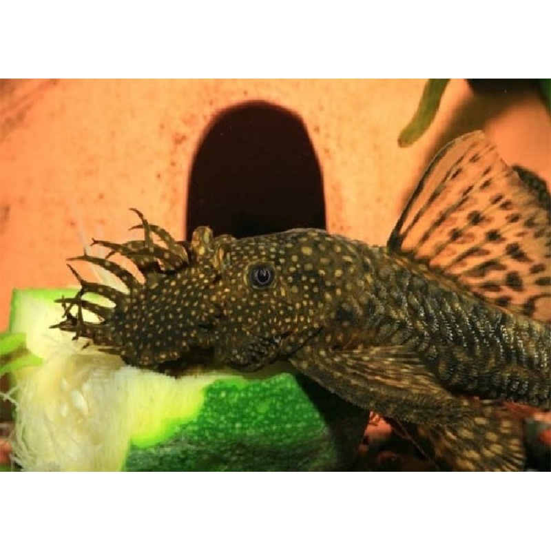 Bristlenose Pleco  "Ancistrus sp."