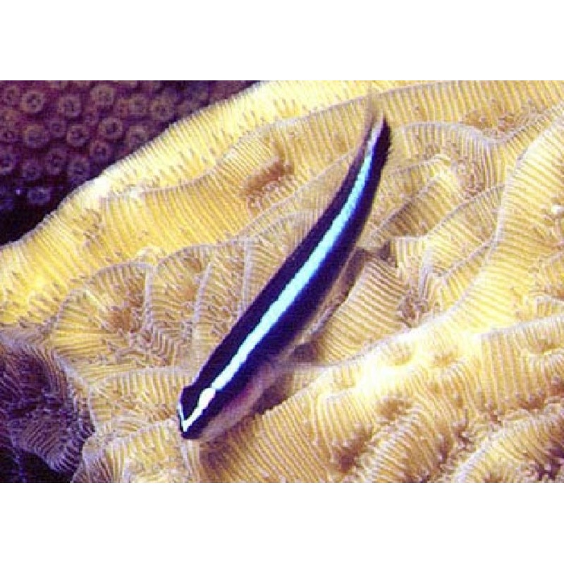 Broadstripe Cleaner Goby "Elacatinus prochilos"