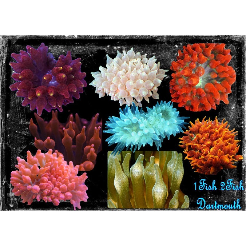 Bubble Tip Anemome "Entacmaea quadricolor"