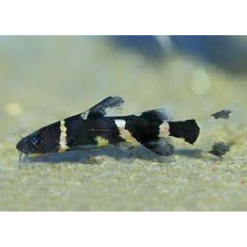 Bumblebee Catfish "Leiocassis siamensis"