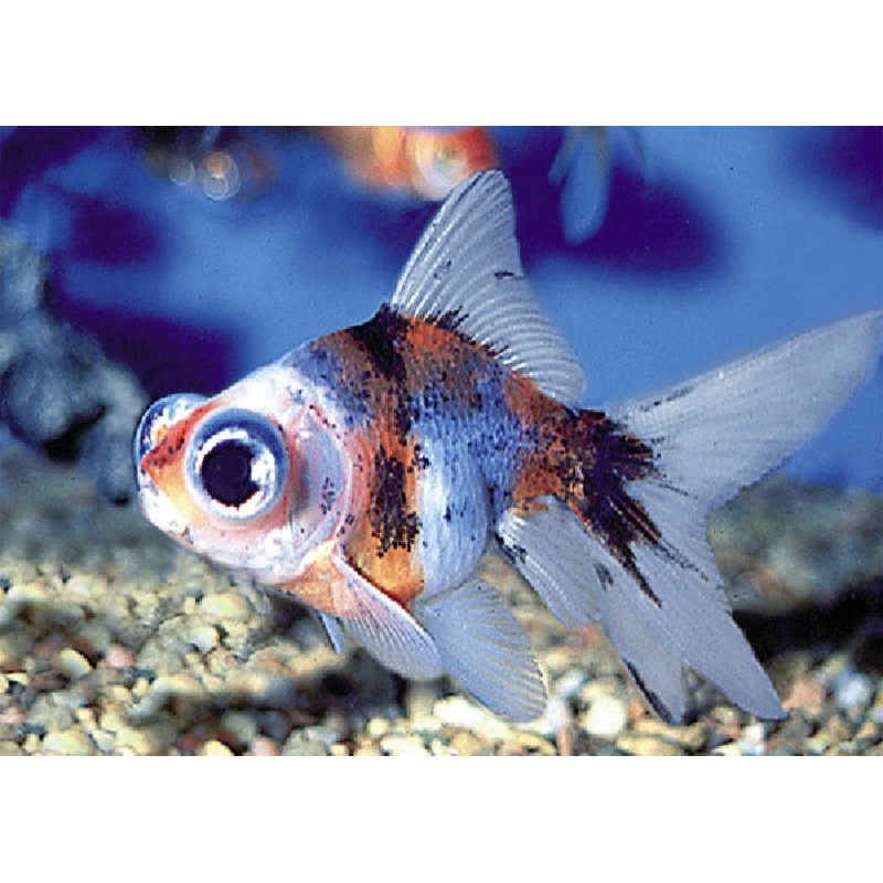Calico Moor Goldfish "Carassius  auratus"- 2"
