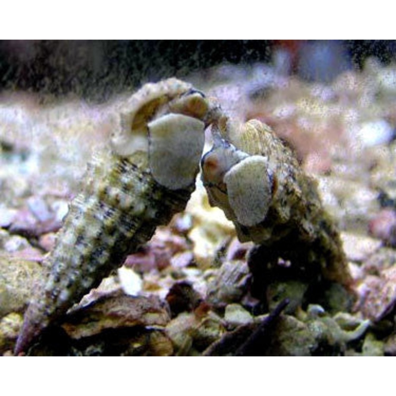 Cerith Snail "Cerithium sp."