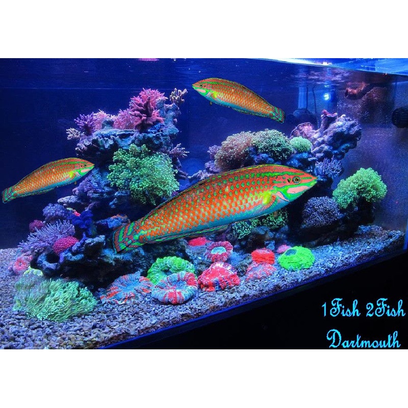 Christmas Wrasse "Halichoeres claudia"