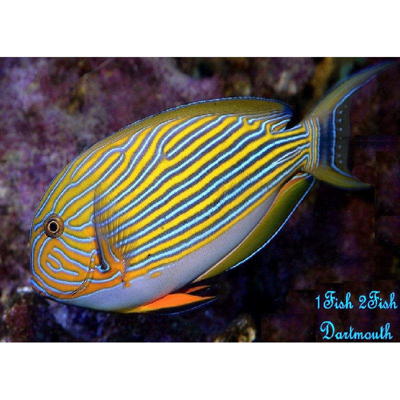 Clown Tang "Acanthurus lineatus"