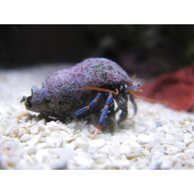 Common Algae Hermitcrab (blue leg) (black leg)