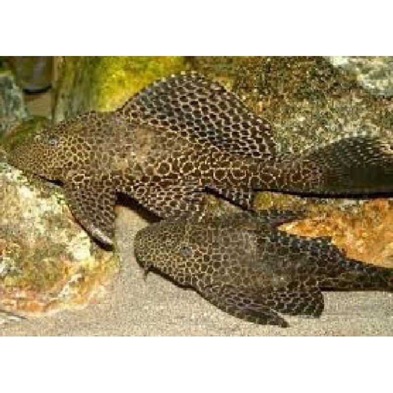 Common Pleco "Hypostomus plecostomus"
