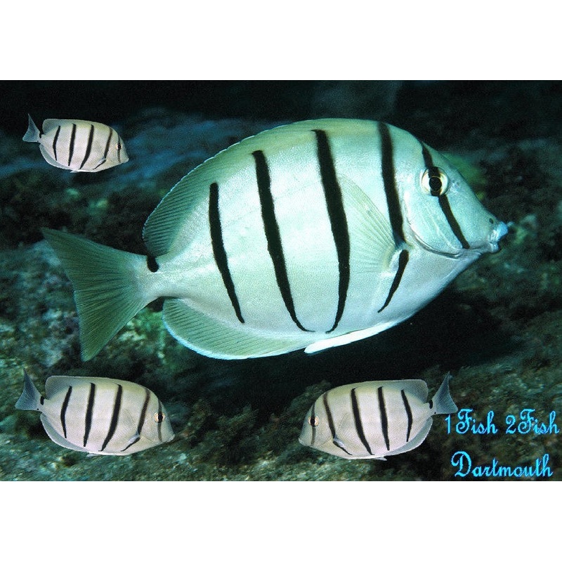 Convict Tang "Acanthurus Triostegus"