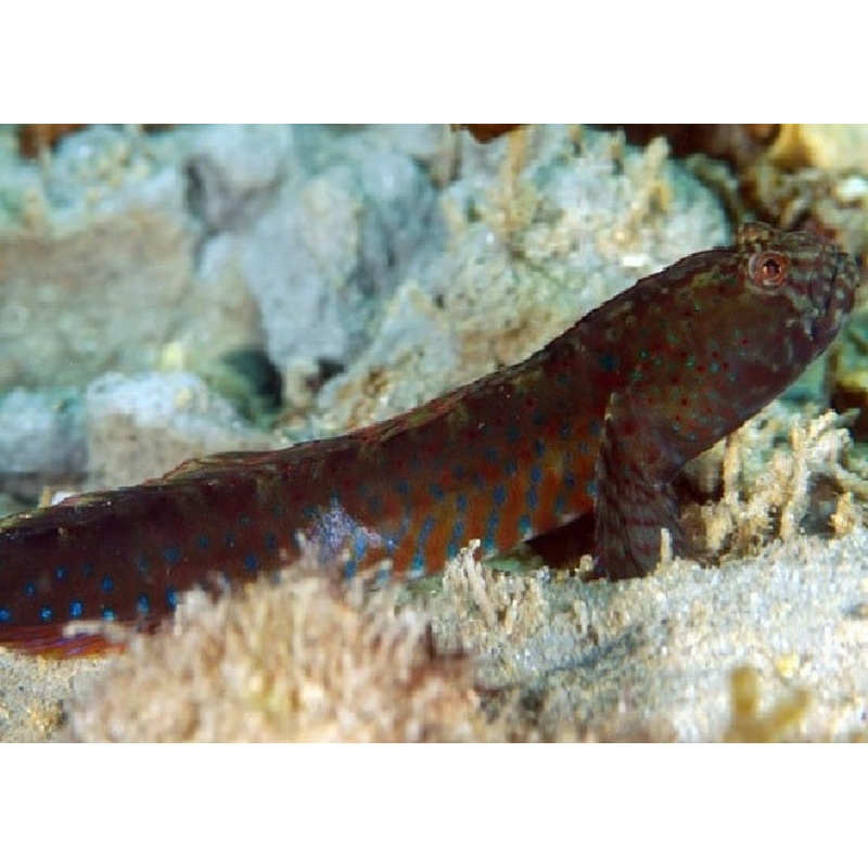 Crested Oyster Goby "Cryptocentroides gobiodes"