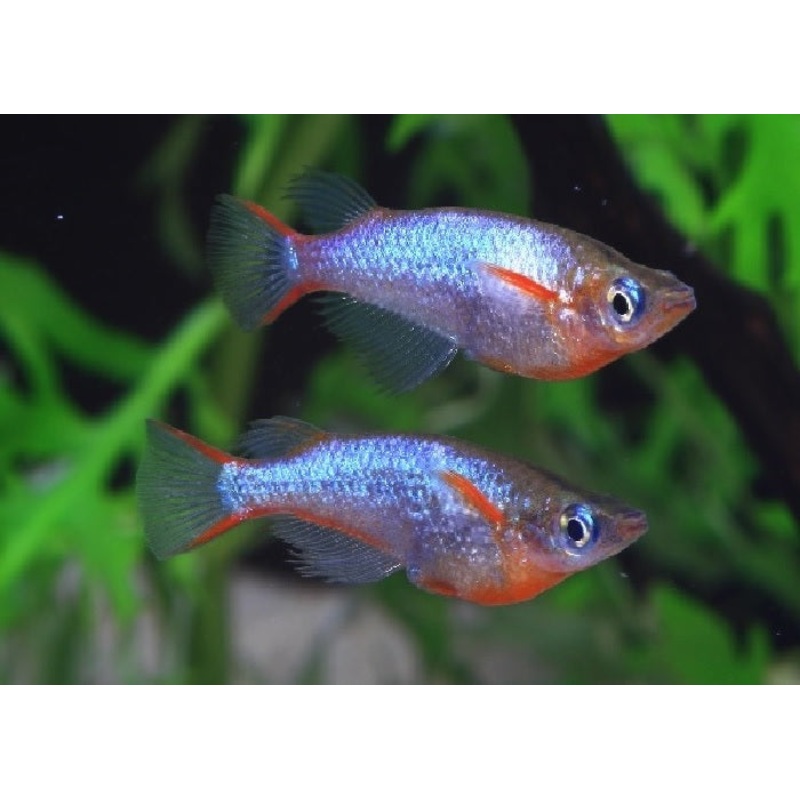 Daisys Blue Rice Fish "Oryzias woworae"