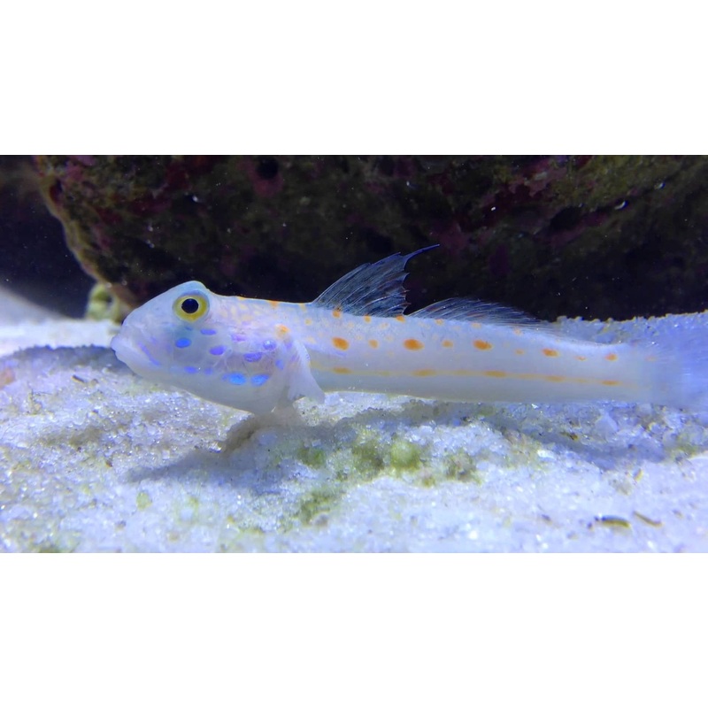 Diamond Watchman Goby "Valenciennea puellaris"