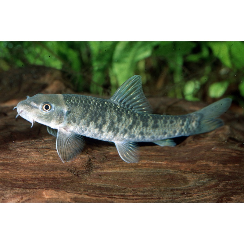 Doctor Fish "Garra Rufa"