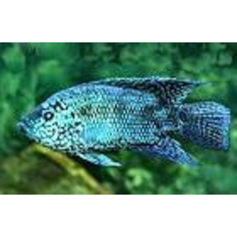 Electric Blue Jack Dempsey Cichlid
