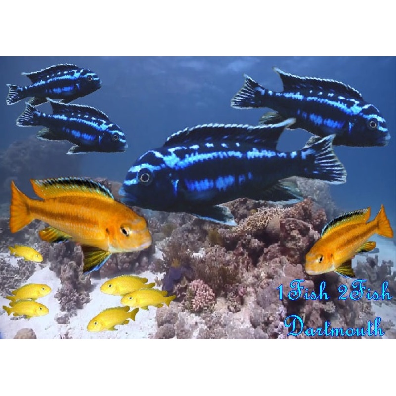 Electric Blue Johanni "Melanochromis johannii"