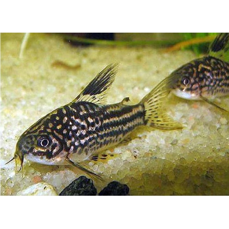 Elegant Cory Catfish "Corydora Elegans"