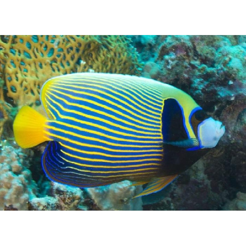 Emperor Angelfish "Pomacanthus imperator" - Adult