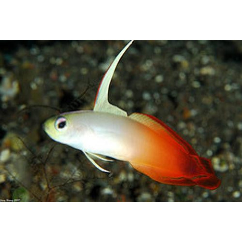 Firefish Goby "Nemateleotris magnifica"