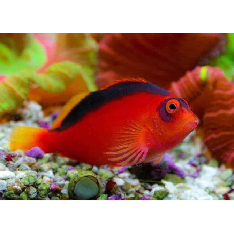 Flame Hawkfish "Neocirrhites Armatus"