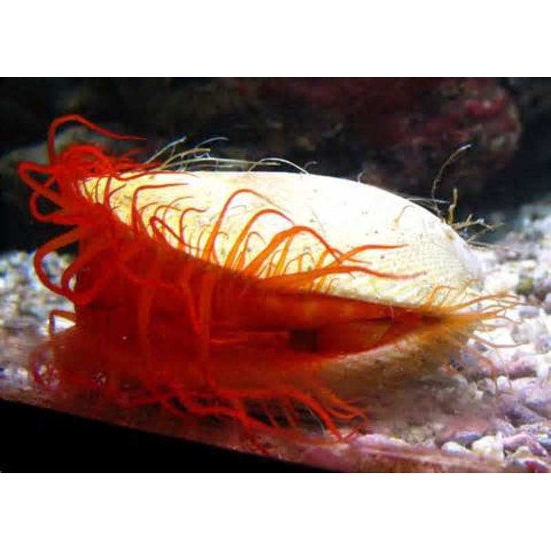 Flame Scallop - "Lima scabra"