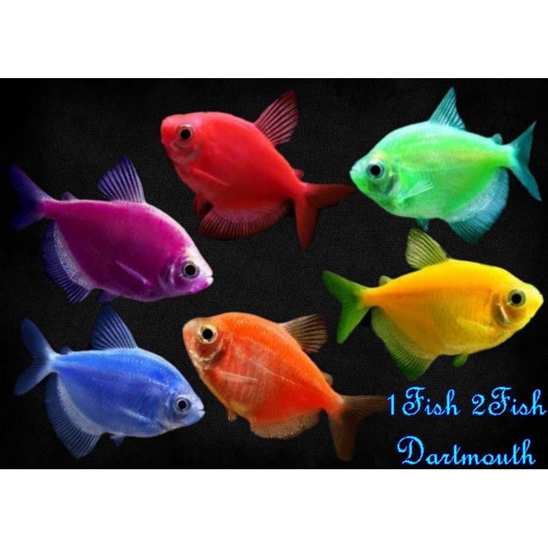 Glofish - Tetra and Danio and Rainbow Sharks