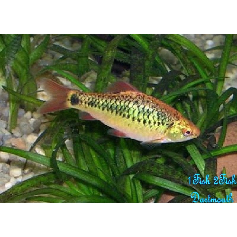 Gold Barb "Puntius sachsii"