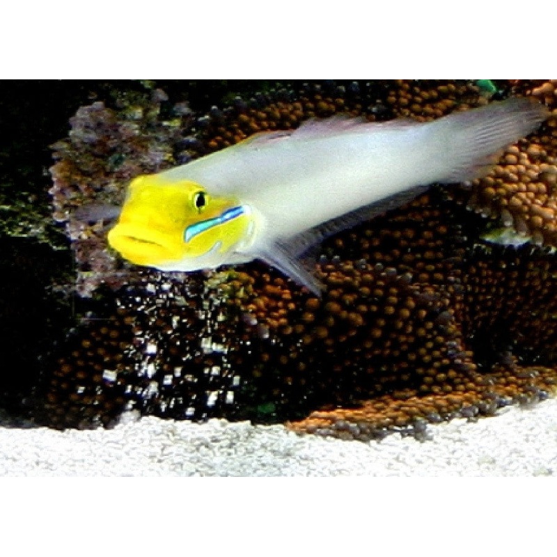 Golden Head Sleeper Goby '"Valenciennea strigata"
