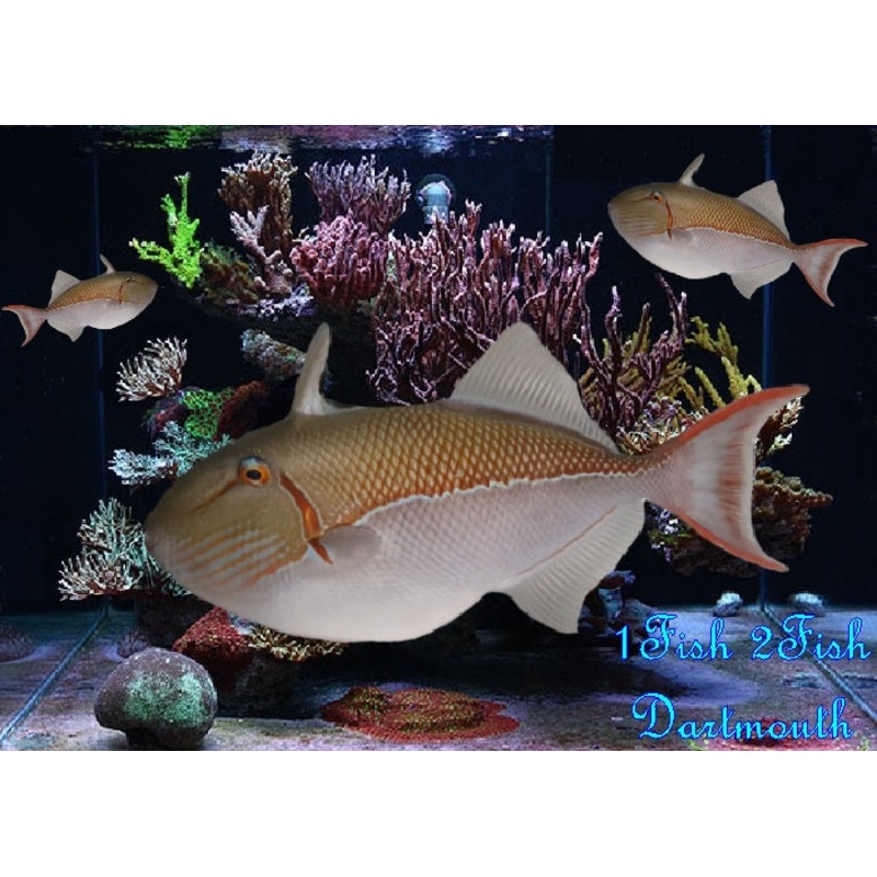 Goldenback Triggerfish "Xanthichthys caeruleolineatus"