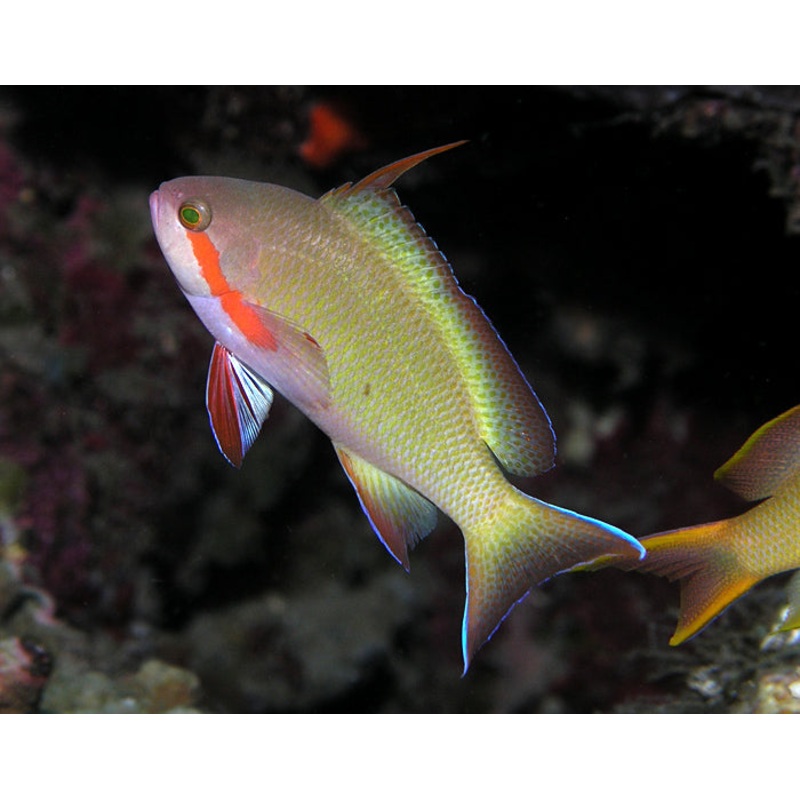 Green Anthias (Huchtii)