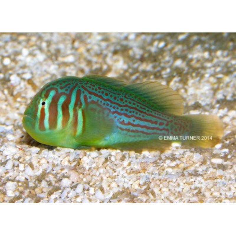 Green Clown Goby "Gobiodon histrio"