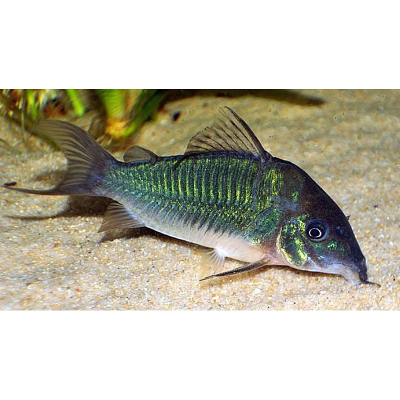 Green Corydoras "Corydoras splendens"