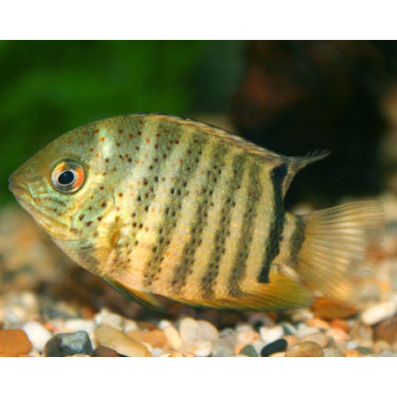 Green Severum Cichlid "Heros efasciatus"