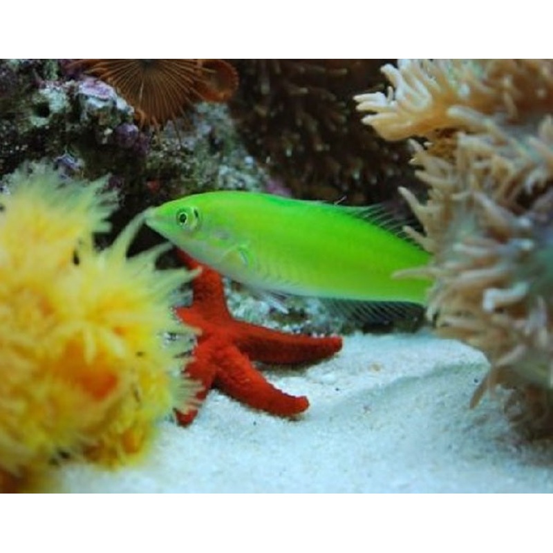 Green Wrasse "Halichoeres chloropterus"