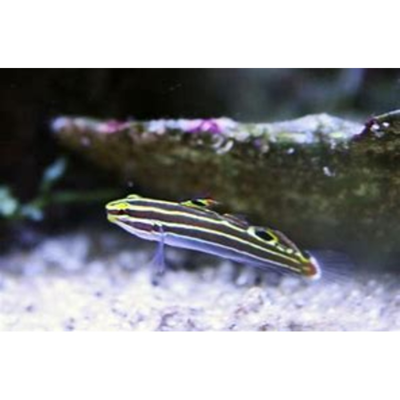 Hectors Goby