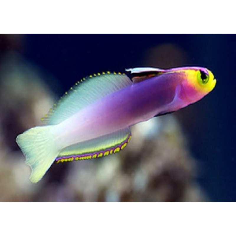 Helfrichi's Firefish "Nemateleotris helfrichi"
