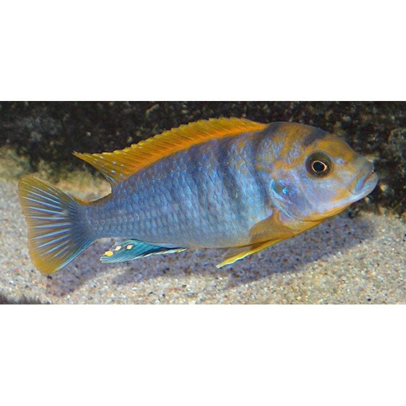 Hongi Red Top Cichlid "Mbuna" "Labidochromis sp. "Hongi"