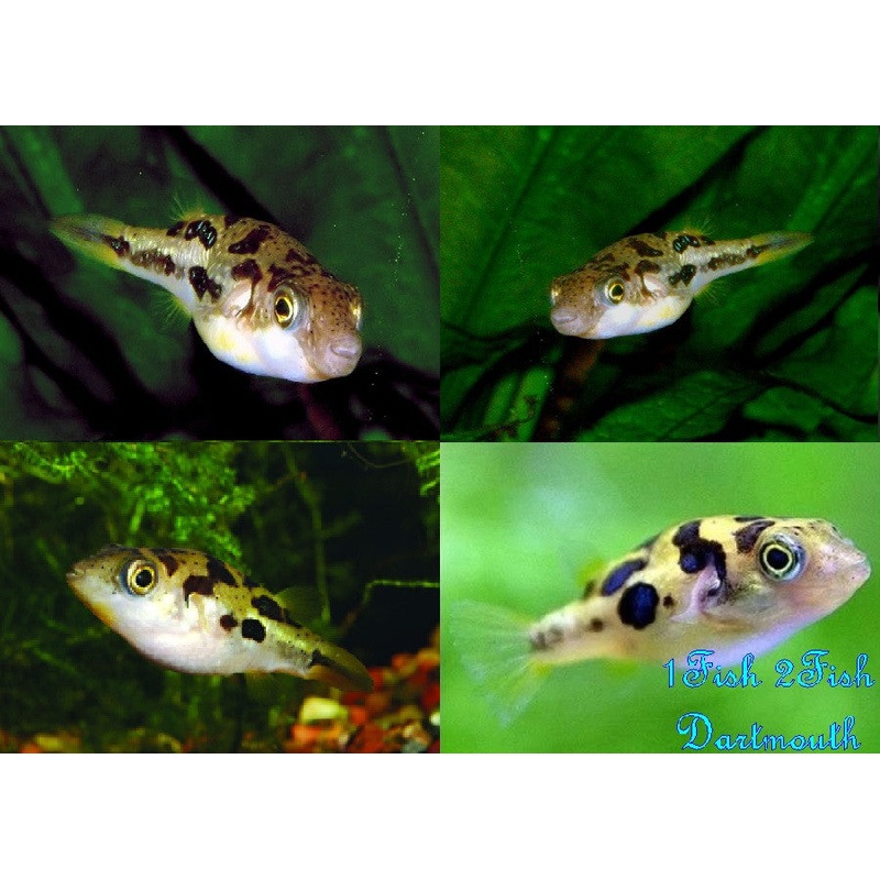 Indian Dwarf Puffer "Tetraodon travancoricus"