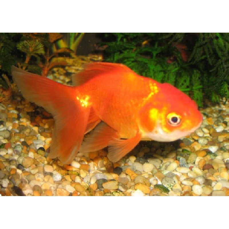 Jellyhead Goldfish "Carassius  auratus" - Assorted - 2"